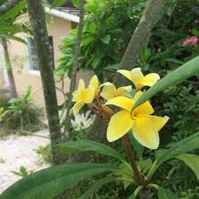Edible flowers in south florida. Help Tend An Edible Garden In Sunny South Florida Usa