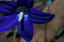 Wahlenbergia gloriosa at mount buffalo national park.jpg. Upload Wikimedia Org Wikipedia Commons Thumb 6