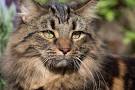 Domestic Longhair Cat Information and Pictures - PetGuide