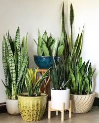 Demikian, tanaman lidah mertua, sansevieria deskripsi dan jenisnya. Manfaat Tanaman Hias Lidah Mertua Dan Cara Merawatnya