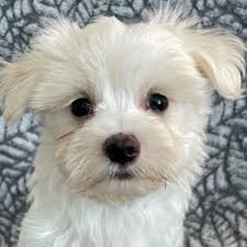 See more of maltese puppies for sale near me on facebook. Maltese Puppies Heavenly Puppies