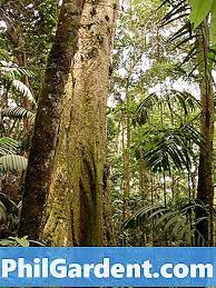 Apa saja manfaat hutan hujan bagi kehidupan? Jenis Loji Di Hutan Hujan Tropika Berkebun 2021