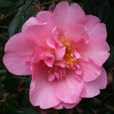 Camellia Mary Phoebe Taylor Beautiful Pink Flowers Flowers Camellia
