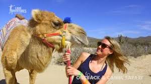 San jose del cabo weather is perfectly sunny all year long, and this together with its gorgeous pacific coastline, make this town a perfect base from which to enjoy the surrounding natural environment. Outback Camel Safari Cabo San Lucas Project Expedition