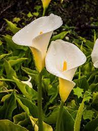 Growing Calla Lilies Outdoors Black Thumb Gardener Calla Lily Zantedeschia Zantedeschia Aethiopica
