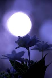 Pin By Savvy Moneypenny On Violet Lavender Good Night Moon Moon Shadow Moon Garden