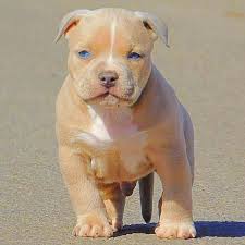 6 Week Black And White Pitbull Puppy Rocko Son 6 Weeks Americanbully Puppy Nflgameday Falcons Patriots Super Bowl Superpuppy Cute Baby Animals Cute Dogs And Puppies Baby Animals