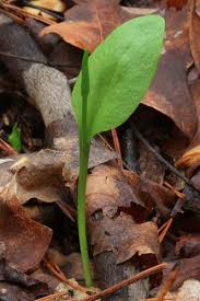 Image result for Ophioglossum thomasii