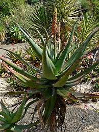 Image result for Aloe luapulana