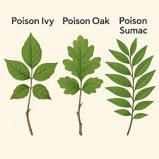 Image result for Rhus Dermatitis