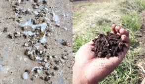 How much compost do i need? How To Compost Chicken Manure Use It In The Garden