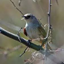 Bird Bird Bird Bird Is The Word Family Guy The Legend Of The Thornbird A Mysterious Bird Who Sings Just Once In Life The Sweetest Song Ever To Be Heard In Fierce Pursuit Of The Thorn Tree The Thornbi
