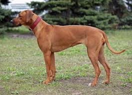 Listings for puppies & dogs forsale (459). Rhodesian Ridgeback Dogs And Puppies For Sale In The Uk Pets4homes