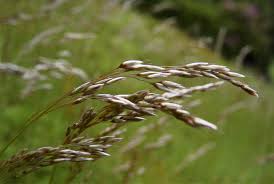 Image result for Avenella