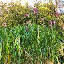 Image result for Arundo donax
