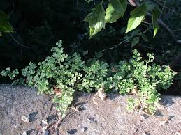 Image result for Asplenium rukararense