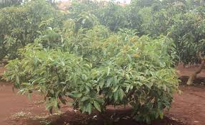 In general, the amount of space that is best for fruit trees will depend on the mature tree size and the region where it is grown. Fruit Trees Natural Green Movement