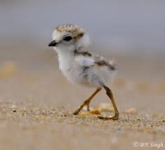 Baby Bird With Crazy Hair Reminds Me Of A Favorite Childhood Story Titled Are You My Mother Birds Animals Weird Animals