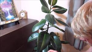 Oedema and pest infestation are two major causes of white spots on the rubber plant. How To Clean Rubber Plant Leaves Youtube