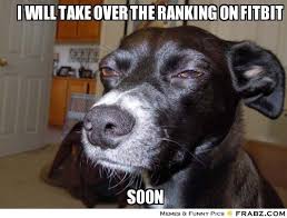Fitbit Memes Google Search Funny Dog Pictures Funny Animals Funny Dogs