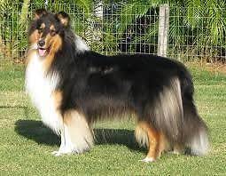 Gumtree Adopt Dogs Puppies In Kraaifontein Rough Collie Puppy Adopt Dogs Collie Puppies For Sale