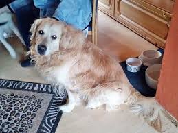 Neueste 5 von 8 inseraten | alle in golden retriever > welpen anzeigen plz, ort. Charly Tiere In Not Saar E V
