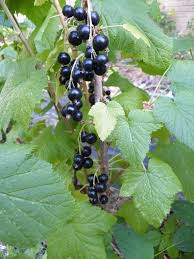 Image result for jostaberry