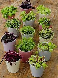 We did not find results for: Microgreen Tutorial Windowsill Garden Plants Microgreens Garden
