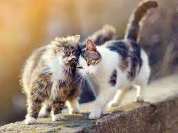 Doch wenn du weißt, worauf du achten musst, sollte es nicht schwierig sein, das geschlecht deines kätzchens zu bestimmen. Wie Lange Sind Katzen Rollig Details Uber Die Rolligkeit Bei Katzen