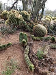 Hours, address, b & b cactus farm reviews: B B Cactus Farm Picture Of B B Cactus Farm Tucson Tripadvisor