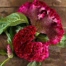 Image result for Celosia brevispicata
