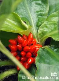 Image result for Palisota