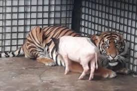 Macan ditangkap menyusul banyak kambing milik warga di gunung lawu diserang binatang buas. Dokter Hewan Sebutkan Kondisi Harimau Translokasi Ke Lampung Membaik Antara News