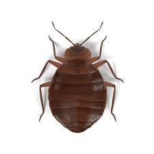 Some fast bed bug facts… what do bed bugs look like? Bed Bugs Waltham Pest Control