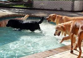 It's a sanitation issue and property issue since dogs' nails could damage the pool. Best Bets For Pets Cesar Millan Opens New Dog Psychology Center In Florida And Announces Inaugural Dog Training Workshop On Pet Life Radio