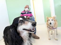 The american society for the prevention of cruelty to animals said its los angeles office saw a 70% increase in animals going into foster care. Pandemic Pups Adopting A Dog Amid Covid 19 In New York City New York City Ny Patch