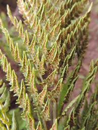 Image result for Dryopteris athamantica