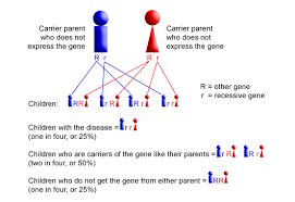 Autosomal Recessive Cystic Fibrosis Sickle Cell Anemia Tay Sachs Disease