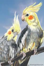 Cockatiel Art Digital Illustration Animal Illustration Art Animal Illustration Animals