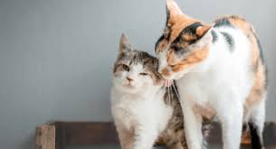 yavru kedi pireden nasil temizlenir kedi hayvanlari blog