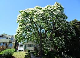 Maybe you would like to learn more about one of these? Catalpa Trees Of This Age And Size Are So Rare In Toronto This Showstopper In Regal Heights Has Secured A High Honour The Star