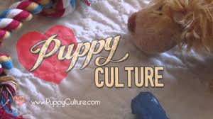 Per puppy culture protocol, puppies go home with their families. Puppy Culture Fwaggle Toy Manchester Terriers