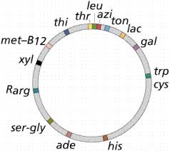 Gene Control