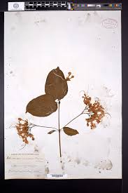 Image result for Clerodendrum tricholobum