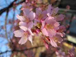 The effect of the sepals can be even more striking than the flowers. Which Bloomin Blossom Is It Our Guide To Blossom Timing The Orchard Project