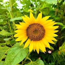 Benih bunga matahari kuning lokal isi 250gr menghasilkan tanaman bunga matahari jenis lokal yang berkualitas. Jual Biji Bunga Matahari Kab Bogor Idham29 Tokopedia