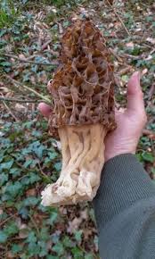Elle produit plus de 100 millions de carats de diamants depuis ses débuts en 2003. Profil De Champignons Passion Champignonspassion Pinterest