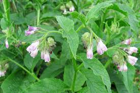 Beinwell — herzblättriger beinwell (symphytum cordatum) systematik asteriden euasteriden i … deutsch wikipedia. Beinwell Pflanzenportrat Mit Infos Und Tipps Waschbar Magazin