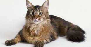 Coon cat, maine cat, maine shag, snowshoe cat, american longhair, the gentle giants. Maine Coon Cat Characteristics Maine Coon Expert