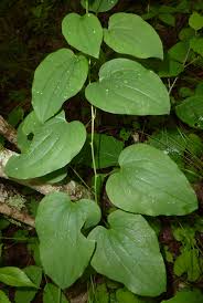 Image result for Smilax